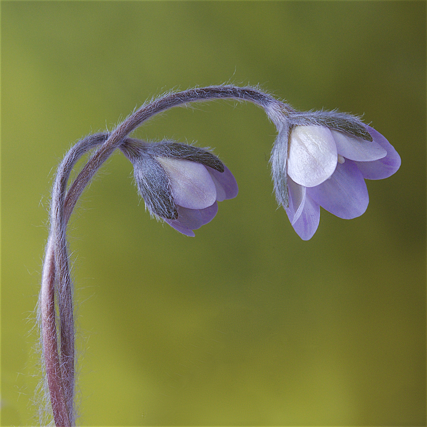 Hepatica