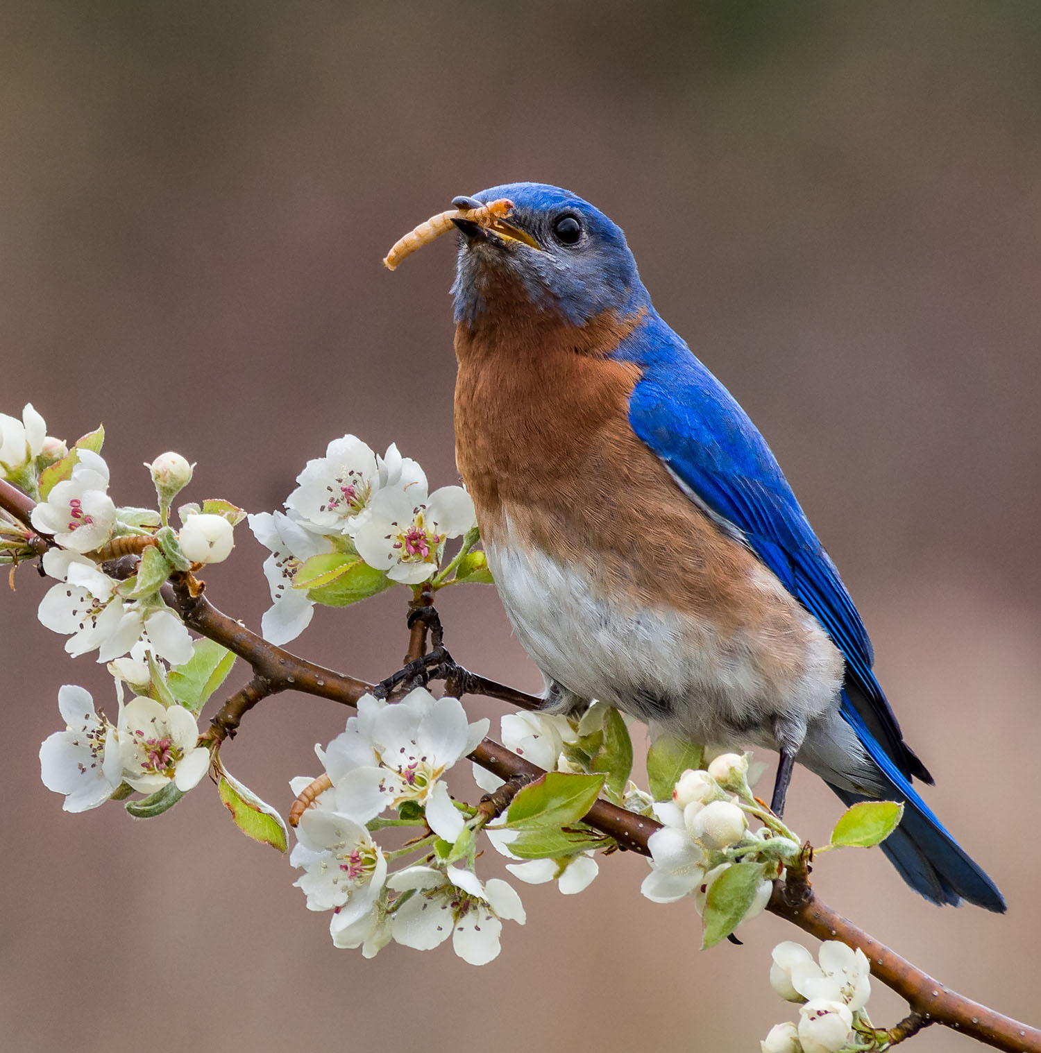 Eastern blue bird by Judy Preston