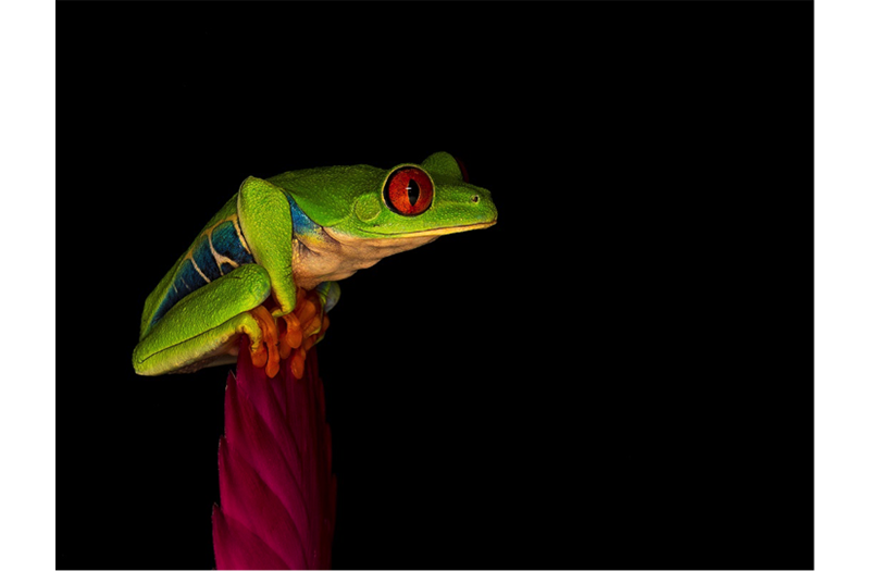 A green frog on the tip of a plant